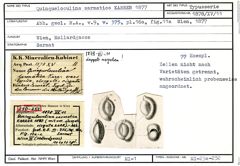 Karteikarte zum Syntyp von Quinqueloculina sarmatica Karrer, 1877